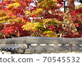 Kyoto Autumn Leaves Eikando 70545532