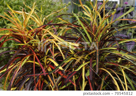 美麗的細長的彩色的葉子 70545812