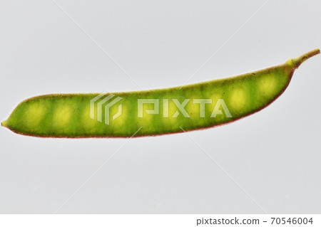 The fruit of Kawaratetsu Mei 70546004