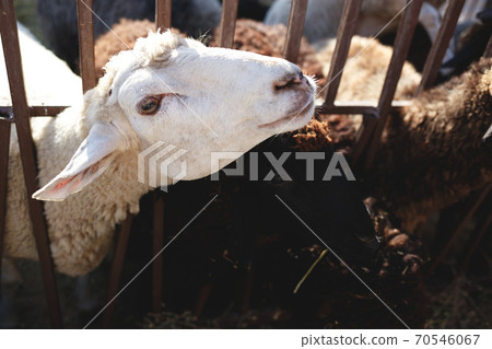 Herd of well-groomed cute sheep on a farm Herd of well-groomed cute sheep on a farm 70546067