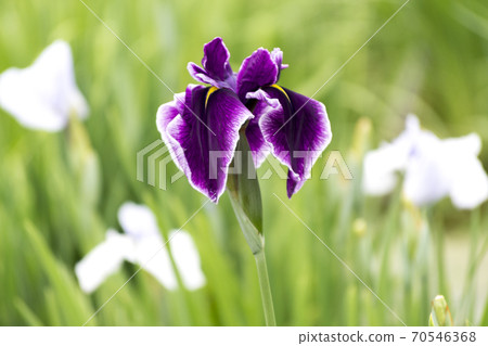 Beautiful purple irises that bloom pretty during the rainy season [flowers / plants] 70546368