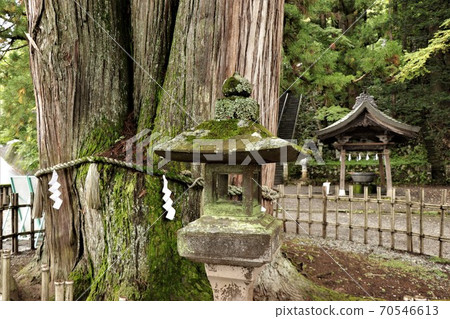 Togakure神社/ Chusha的Sanbonsugi(在Temizusho前面) Togakure神社/ Chusha的Sanbonsugi(在Temizusho前面) 70546613