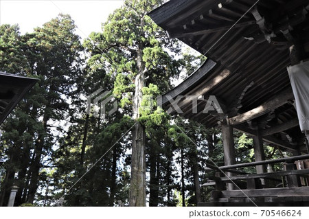 Togakure神社/ Chusha Sanhonsugi（在主神社前） 70546624