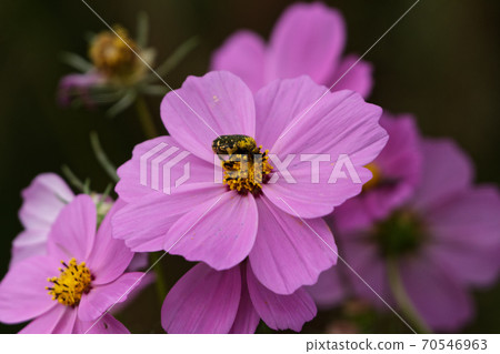 Flower-visiting insect Koa Ohanamuri 70546963