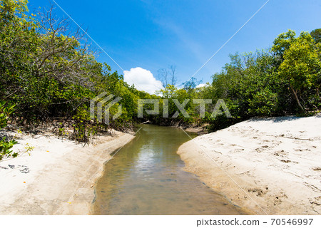 Mangrove beach Mangrove beach 70546997