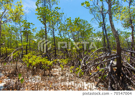 Mangrove beach Mangrove beach 70547004