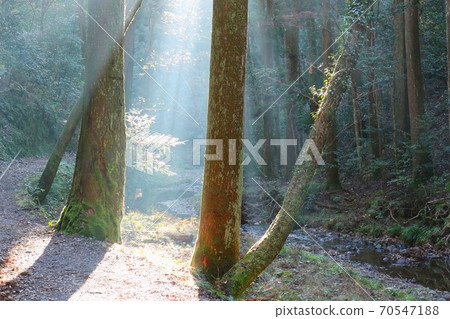 Sunlight filtering through a forest rich in nature Sunlight filtering through a forest rich in nature 70547188