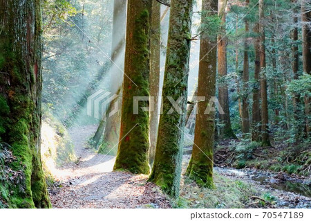 Sunlight filtering through a forest rich in nature Sunlight filtering through a forest rich in nature 70547189