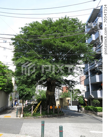 Mukunoki of Zenkojizaka in Bunkyo Ward 70547314