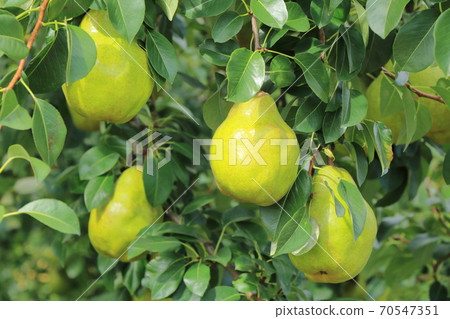 Pear before harvest 70547351