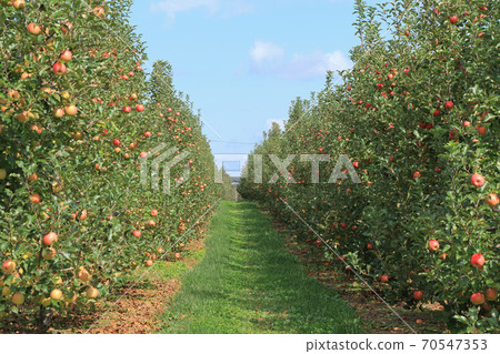 Fruitful apples fruit 70547353