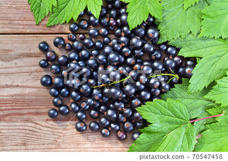 Black currant wit leaves 70547458