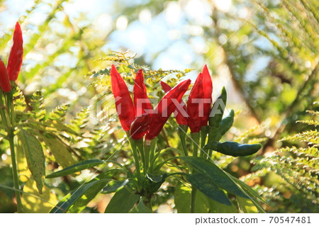 辣椒冬天 70547481