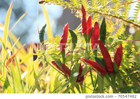 Peppers winter 70547482