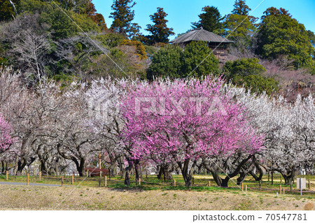 Ume Mito Kairakuen Park 70547781