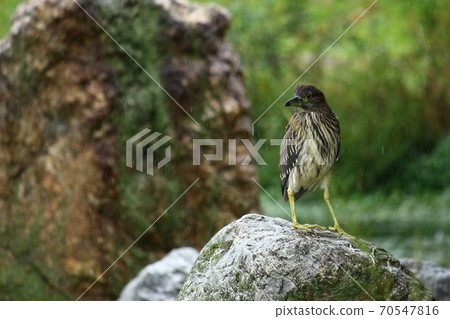 Hoshigoi wet in the rain 70547816