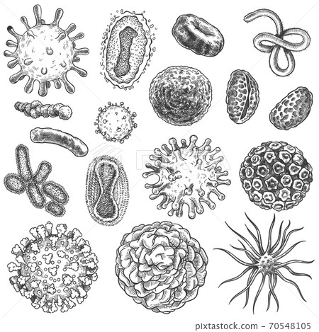 Sketch virus. Bacteria, coronavirus germ biology micro organic elements. Covid-19 viruses, cancer cells hand drawn engraving vector set 70548105