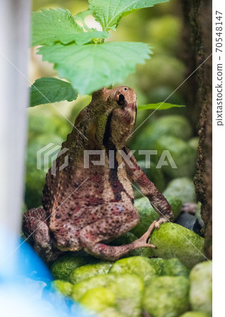 藏在Oba葉子下的青蛙 70548147