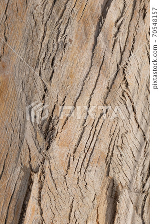 Brown bark of an old tree close up in the forest. Macro. Vertical layout0 70548157