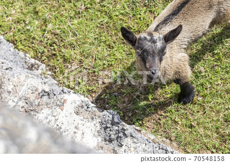 A young goat with small horns on the green grass in front of a concrete fence looks up 70548158