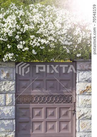 Metal gate to the country, surrounded by a concrete fence and white flowers 70548159