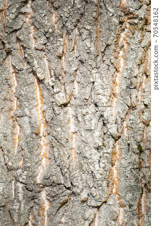 Brown bark of an old tree close up in the forest. Macro. Vertical layout Brown bark of an old tree close up in the forest. Macro. Vertical layout 70548162