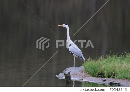 Adult gray heron standing dashingly on the water's edge 70548243