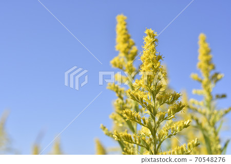 黃花 黃花 70548276