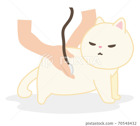 A white cat that undergoes a medical examination at a veterinary hospital 70548432