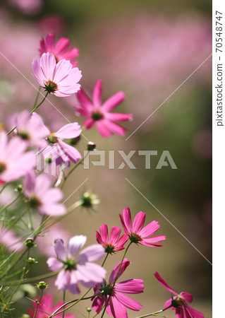 宇宙3506 宇宙3506 70548747