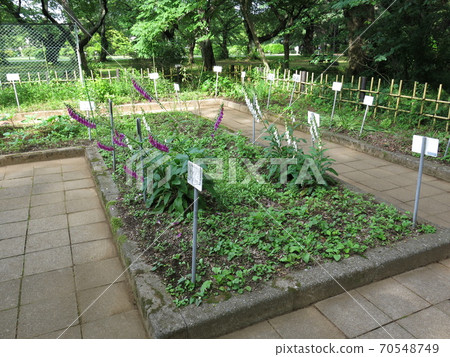 小石川植物園的藥用園保存園 70548749