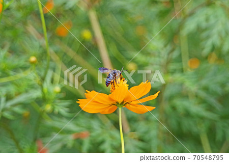 Blue bee Rurimon bee that brings happiness to Kibana cosmos Blue bee Rurimon bee that brings happiness to Kibana cosmos 70548795