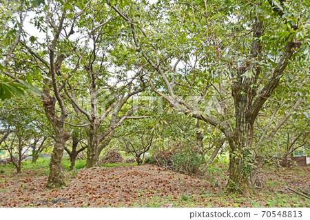 Autumn chestnut field where chestnuts fell all over Autumn chestnut field where chestnuts fell all over 70548813