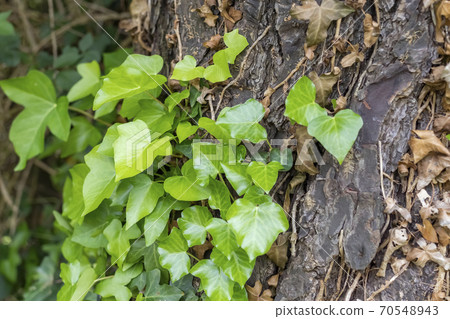 Tree trunk with dry and green ivy. The concept of renewal and change of generations 70548943