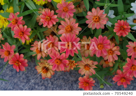 Zinnia (Besshi) Zinnia (Besshi) 70549240