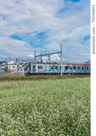 蕎麥花大flowers線[大塚清水站] 70549801