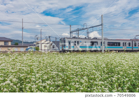 蕎麥花大flowers線[大塚清水站] 70549806