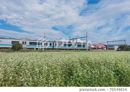 蕎麥花大flowers線[大塚清水站] 70549814