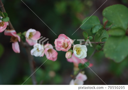 Blurred flowers Blurred flowers 70550205
