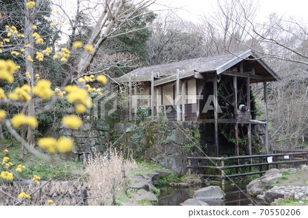 Cornus flowers and watermill Cornus flowers and watermill 70550206