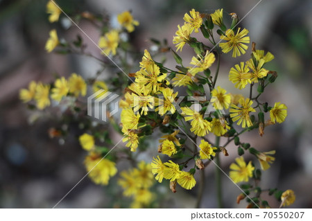 Yellow flower of Oriental False Hawk (Hirako Onida) Yellow flower of Oriental False Hawk (Hirako Onida) 70550207