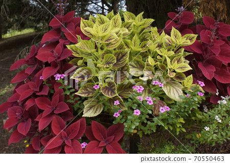 可麗斯暗紅色黃色 70550463