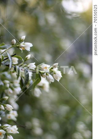 Jasmin flower blossom. Green white blur background 70550525