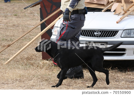 Rescue dogs participating in disaster drills Rescue dogs participating in disaster drills 70550900