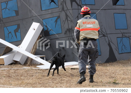 Rescue dogs and handlers searching for people in need of rescue during a disaster drill Rescue dogs and handlers searching for people in need of rescue during a disaster drill 70550902