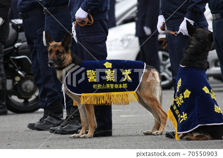 A police dog who participated in a New Year's ceremony A police dog who participated in a New Year's ceremony 70550903