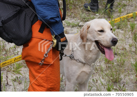 Rescue dog that participated in a disaster drill 70550905