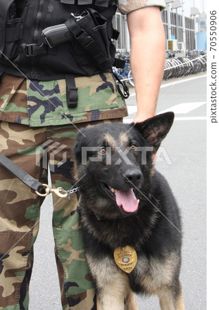 U.S. Forces Japan Guard Dog 70550906