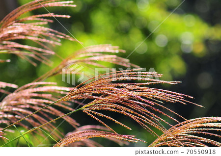 在背光照耀的鈴木耳朵在秋天的陽光照耀的鈴木耳朵 70550918