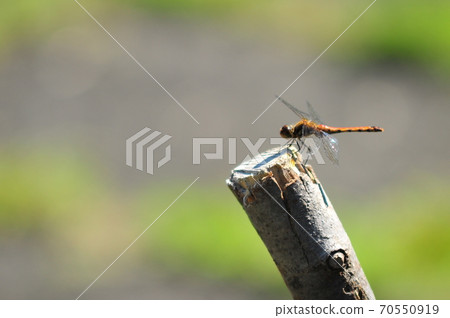 在樹枝（綠色背景）上休息的紅蜻蜓 70550919